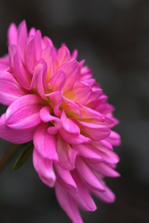 Bold Dahlia